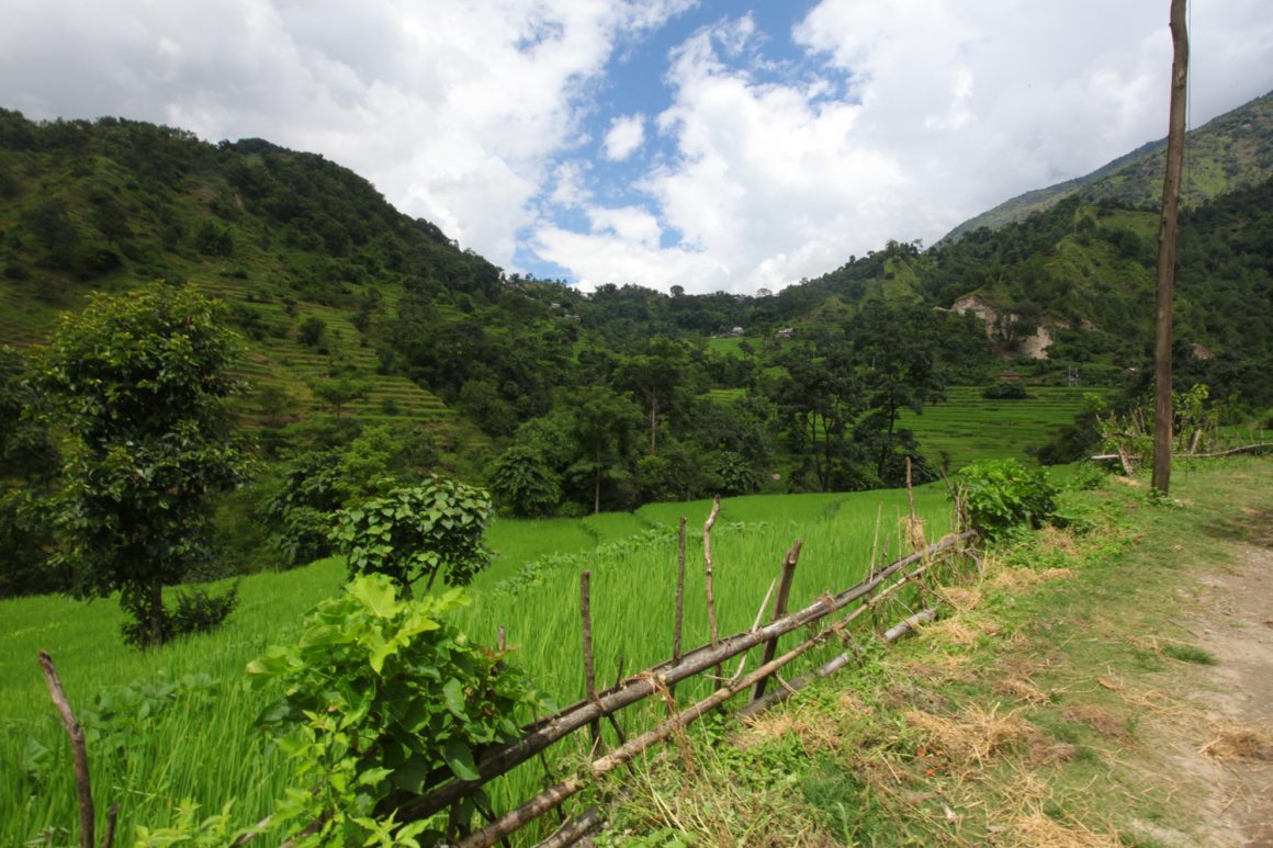rizières Le tour des Annapurnas