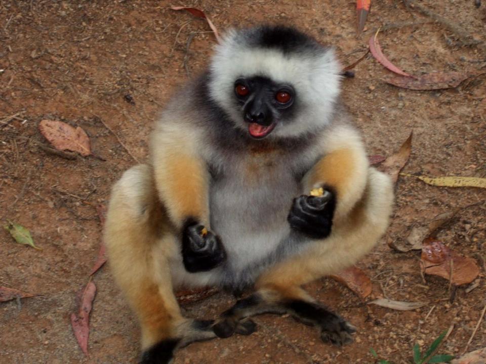 Madagascar lémurien