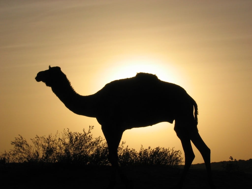 chameau coucher de soleil inde