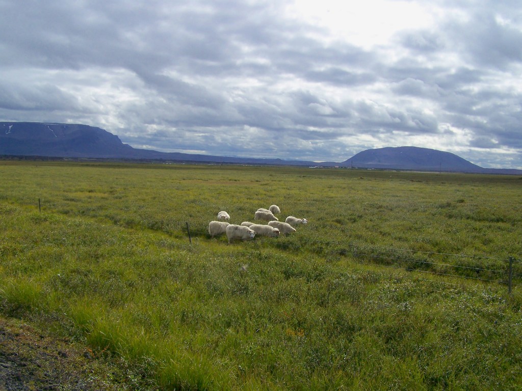 moutons en Islande