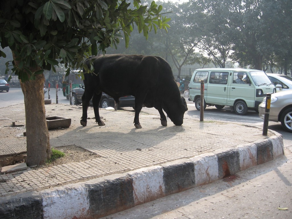 taureau rue new delhi inde