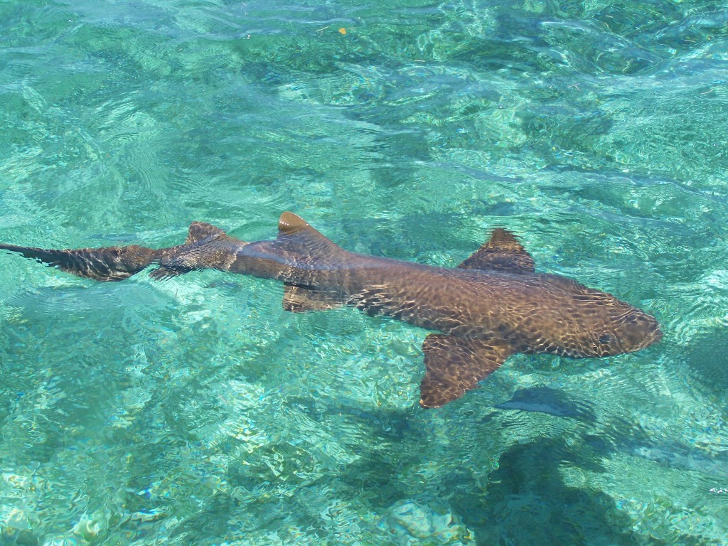requin nourrice belize