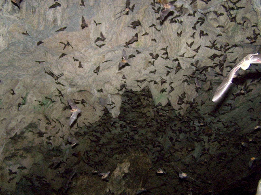 chauve souris grotte