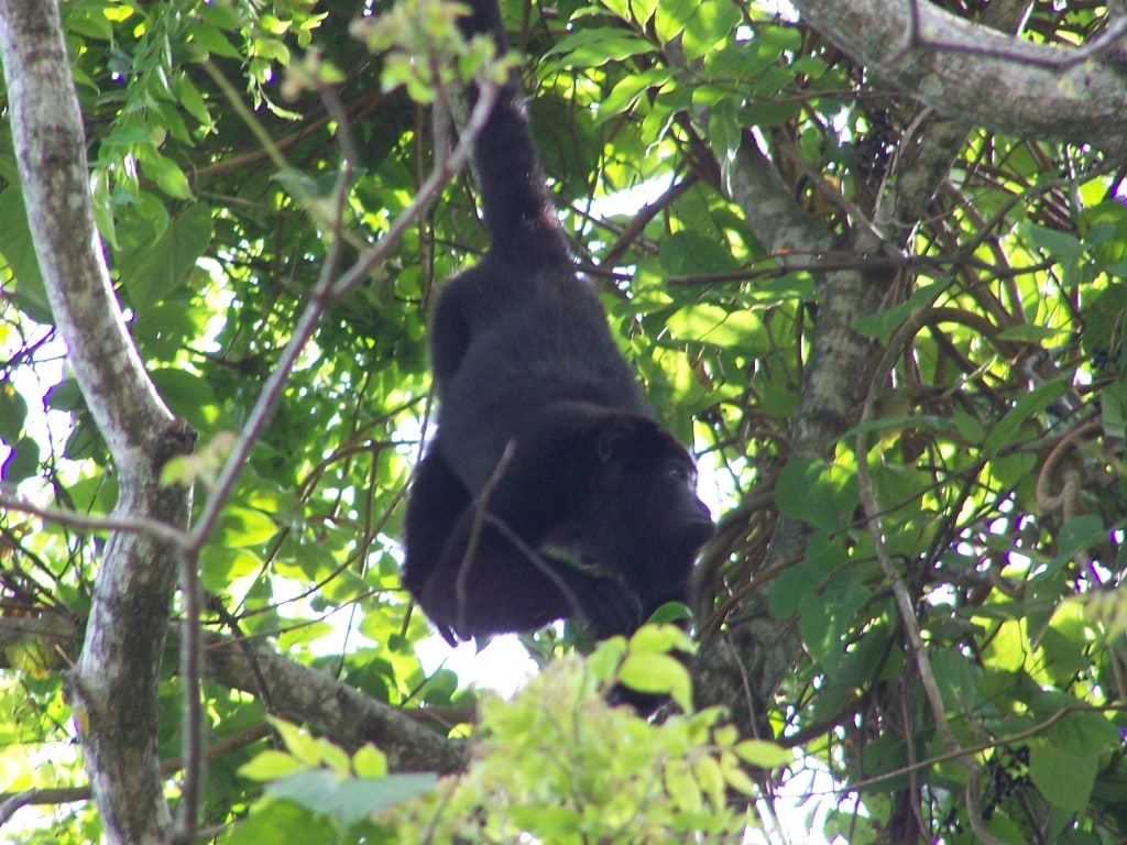 singe hurleur mexique