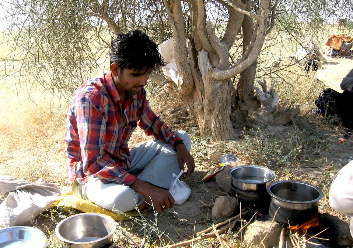 dromadaire désert du Thar Jaisalmer Rajasthan