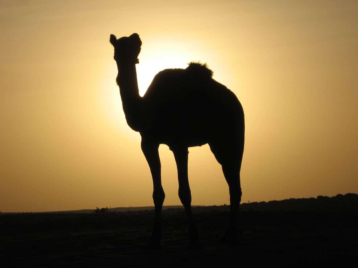 dromadaire désert du Thar