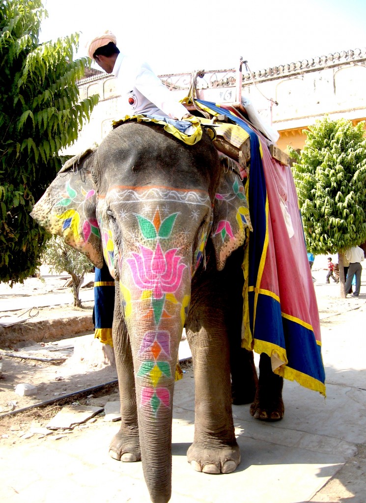 elephant inde