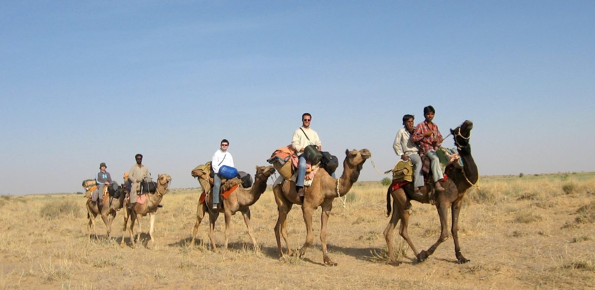 dromadaire désert du Thar jaisalmer