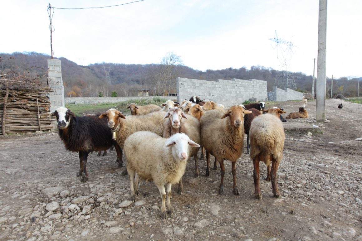 mer Caspienne : les moutons visiter nord Iran Amol