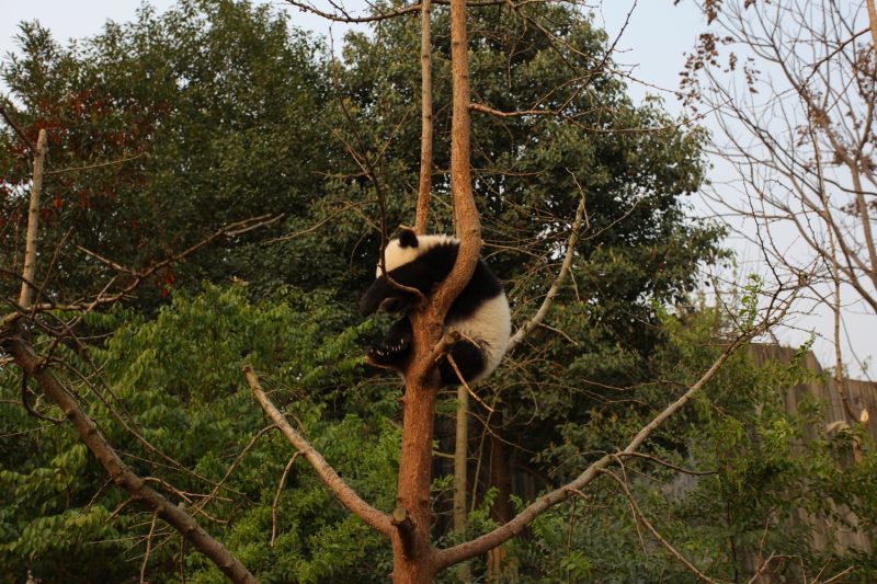 panda Chengdu Sichuan