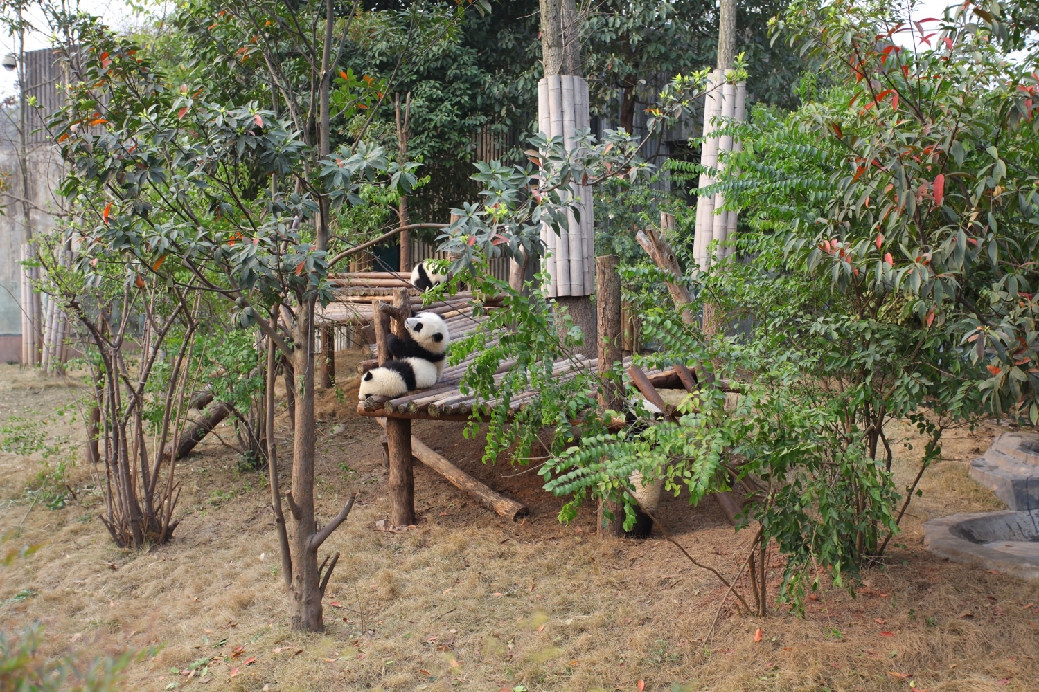 bébé panda Sichuan Chengdu