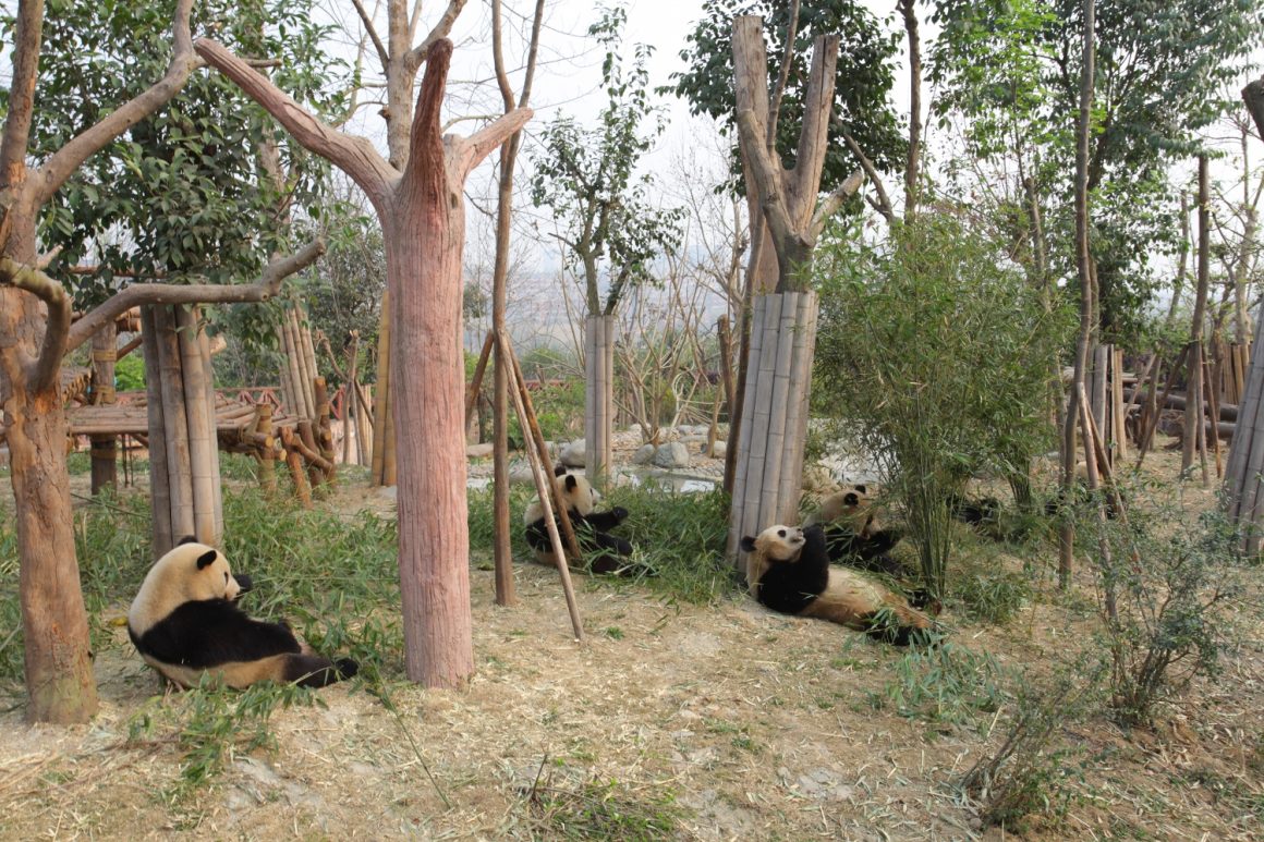 panda Chengdu Sichuan