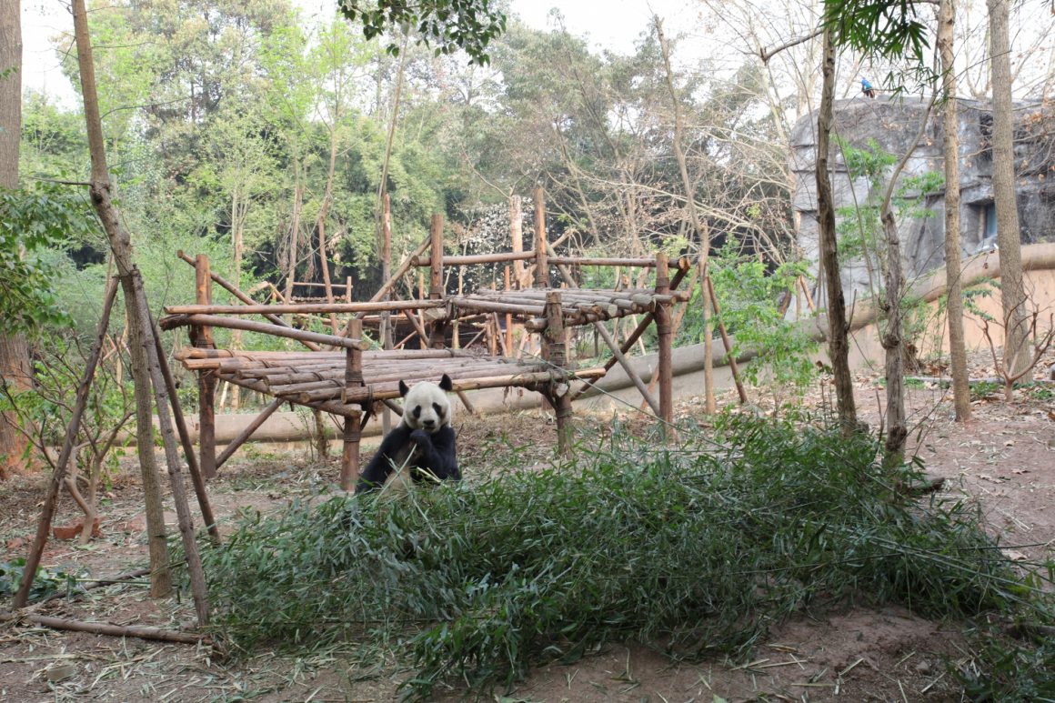 panda Chengdu Sichuan