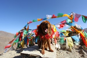 Mastiff Tibet