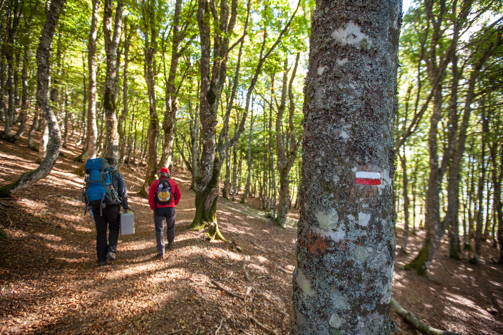 foret GR 400 marquage