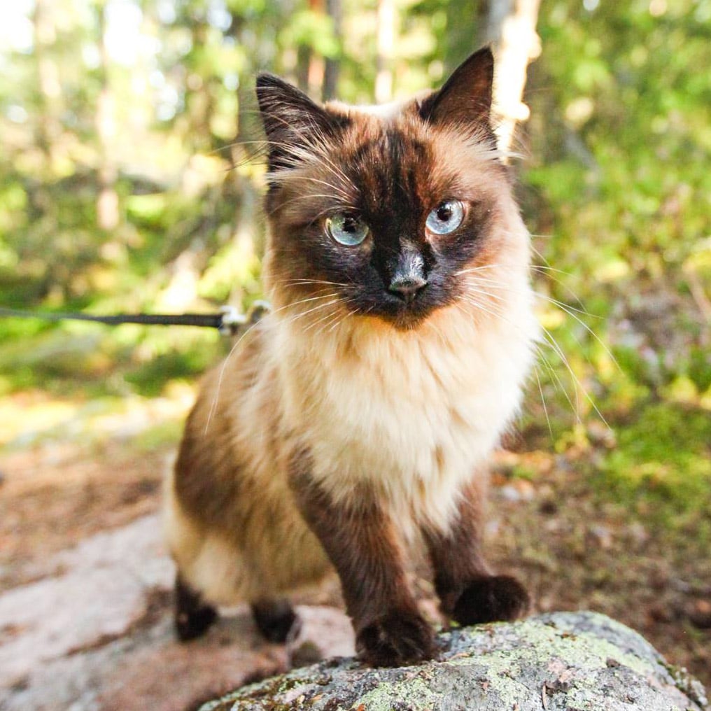 kiwi chat laisse voyage kiwi chat laisse voyage