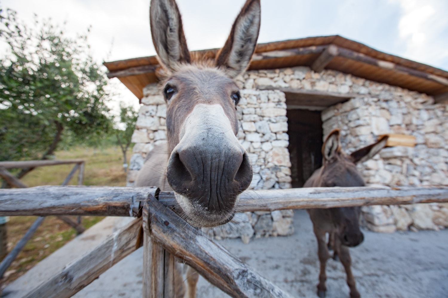 parc national de Gargano