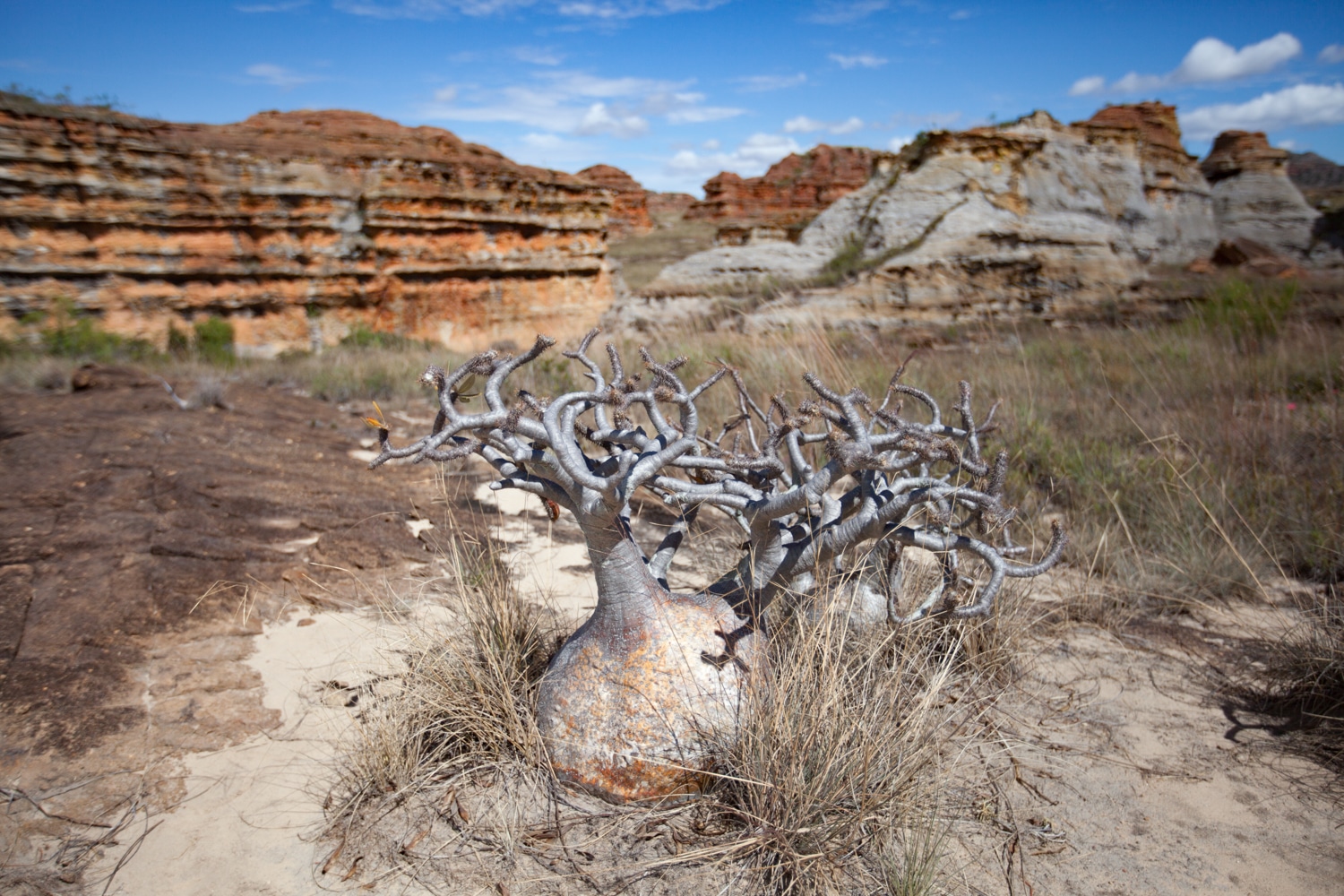 Parc national de l'Isalo Madagascar