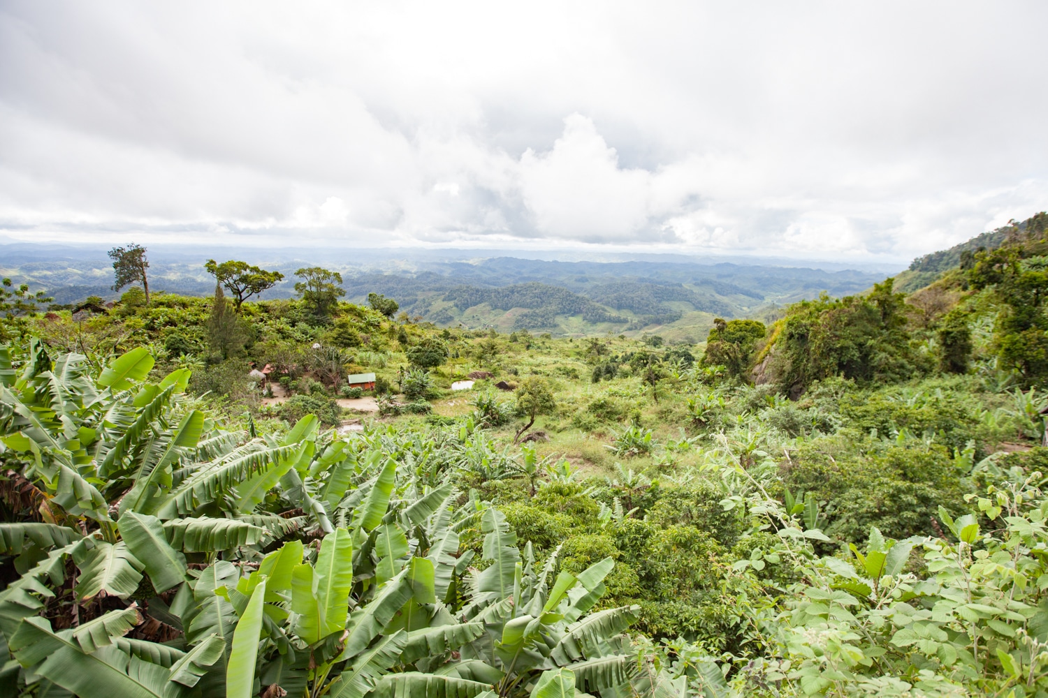 train Fianarantsoa-Manakara paysage