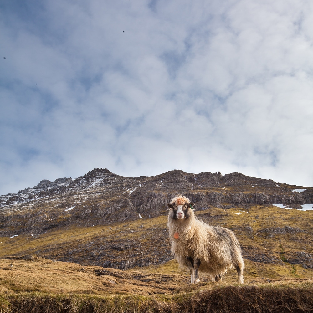 visiter les Îles Féroé