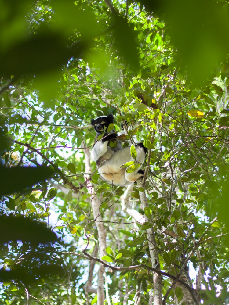 parc national d'Andasibe-Mantadia lémurien indri
