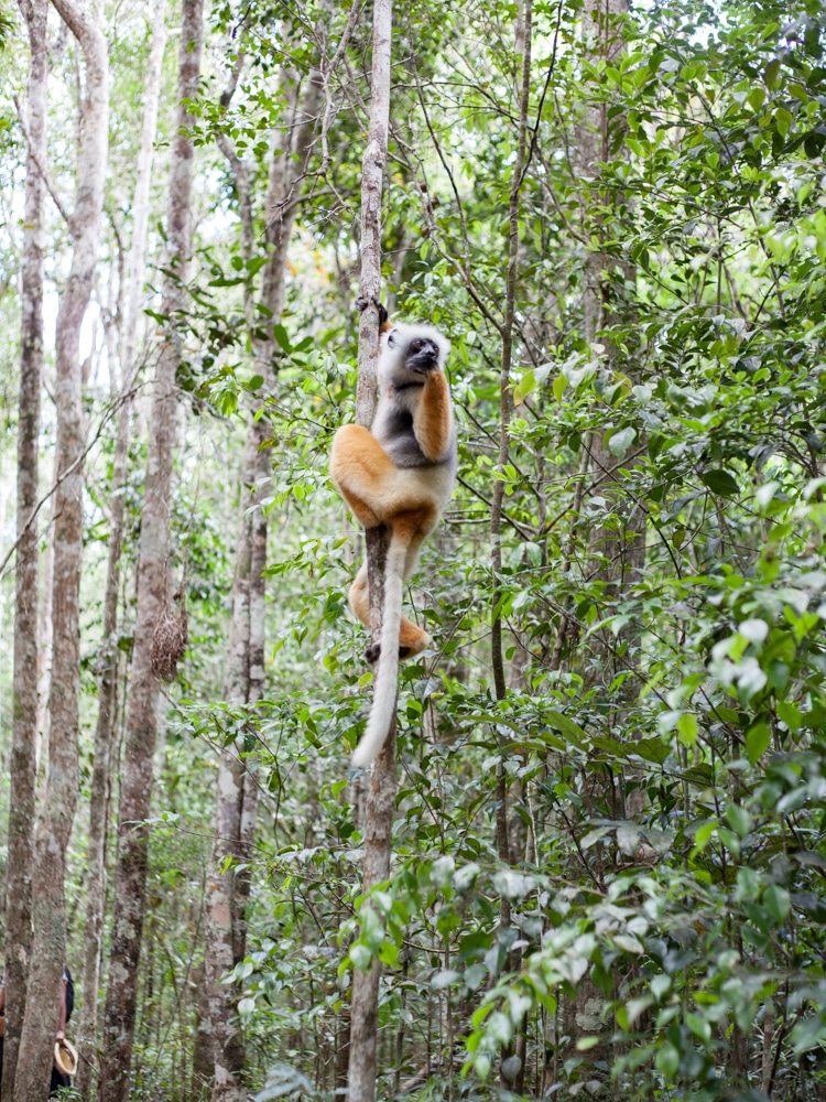 lémurien madagascar