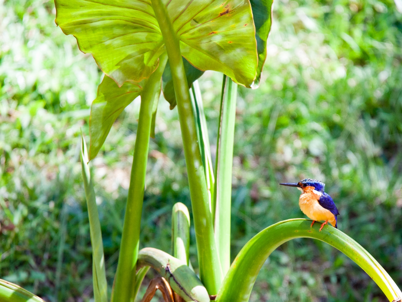 parc national d'Andasibe-Mantadia oiseau