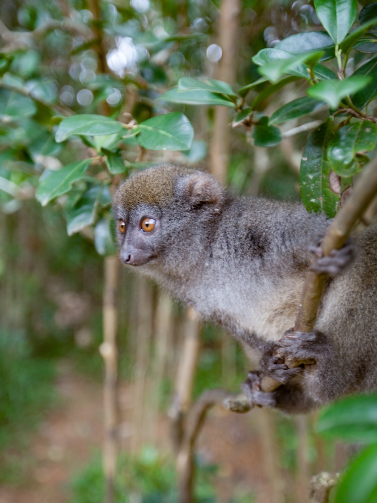 lémur bambou