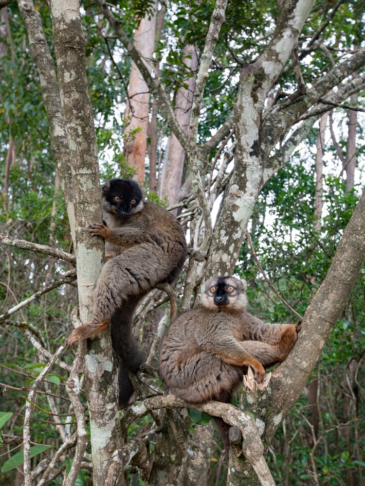 parc national d'Andasibe-Mantadia lémuriens