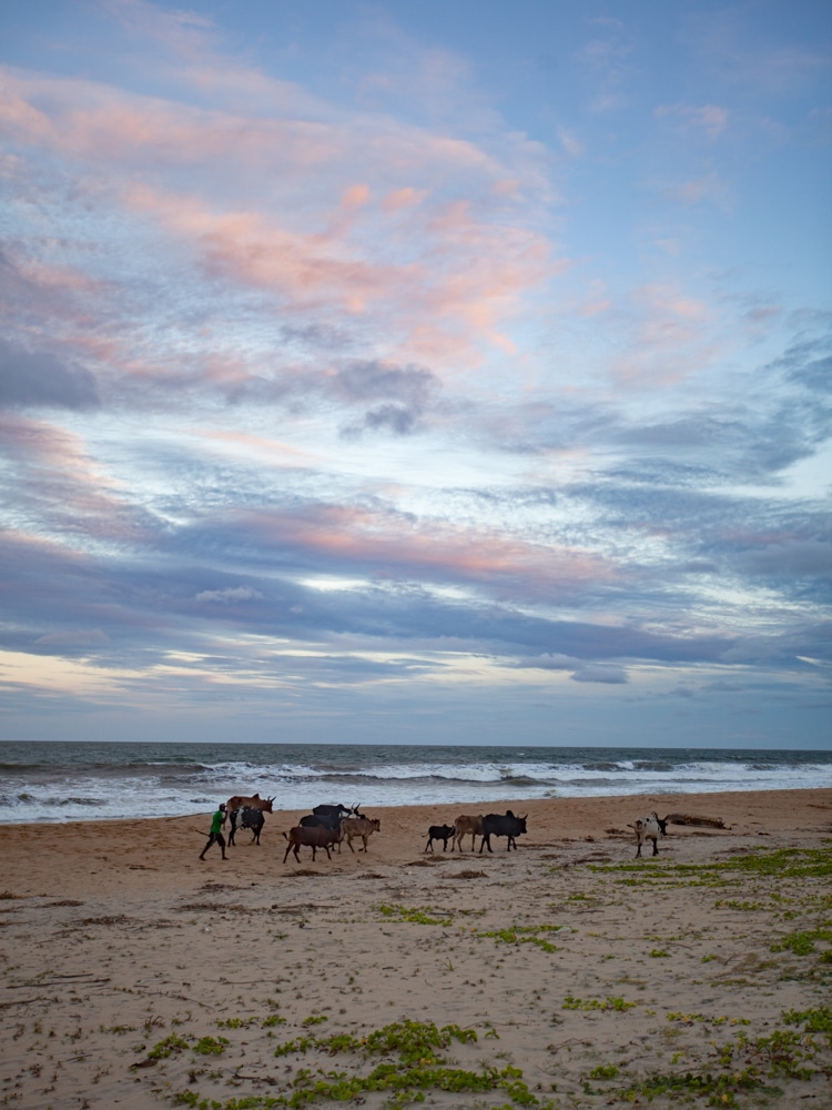 plage madagascar zébu