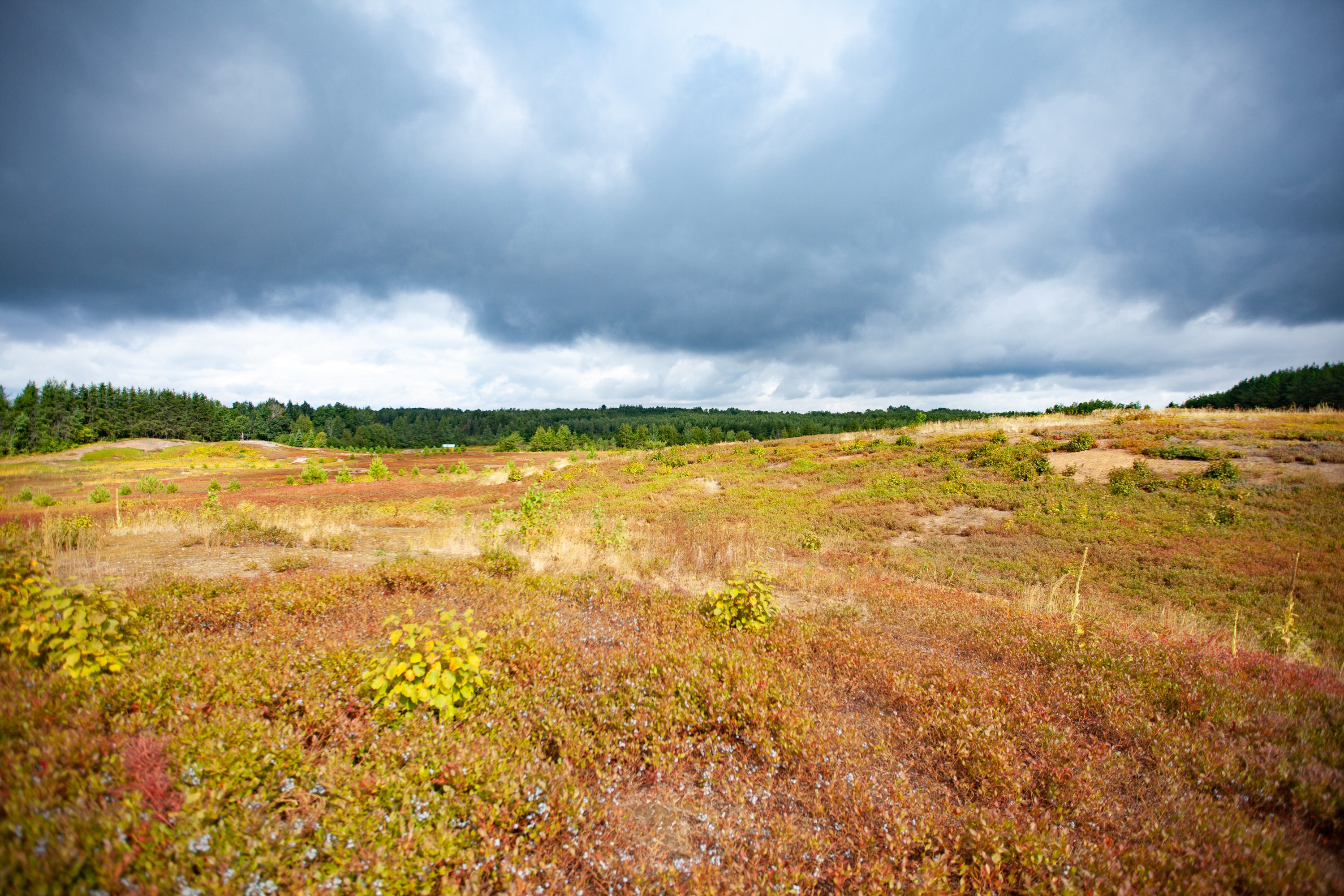 bleuetière auto-cueillette