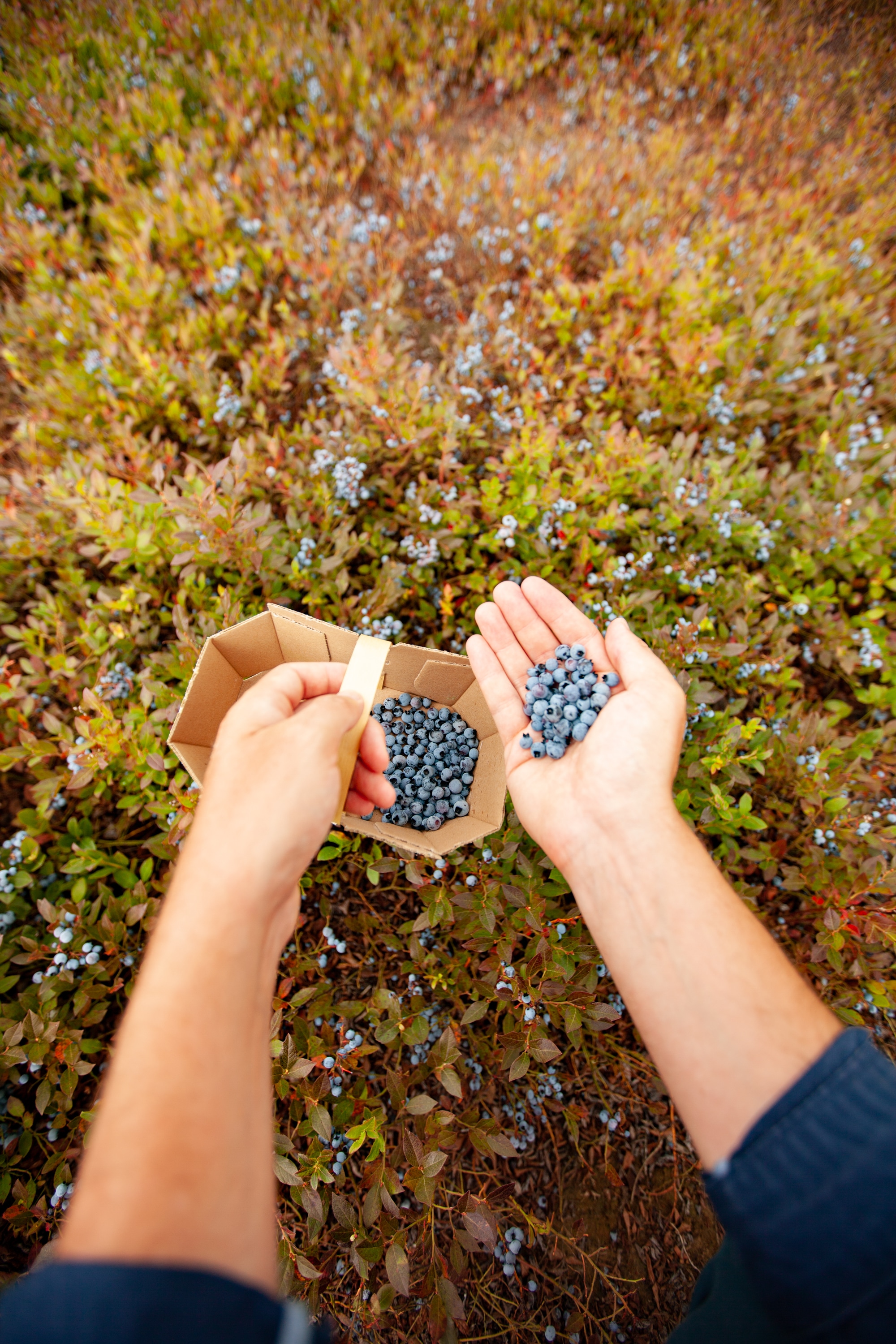 auto-cueillette bleuets