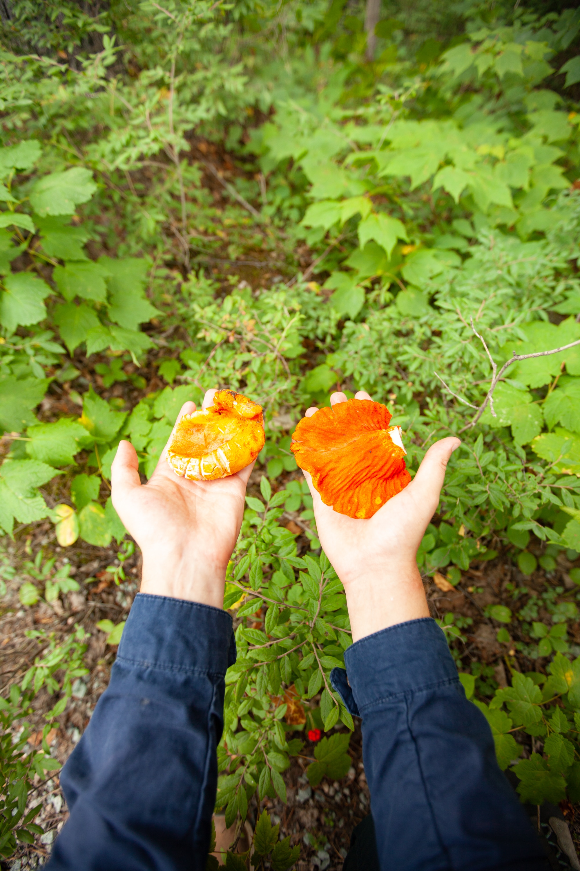 Lobster Mushroom champignon crabe