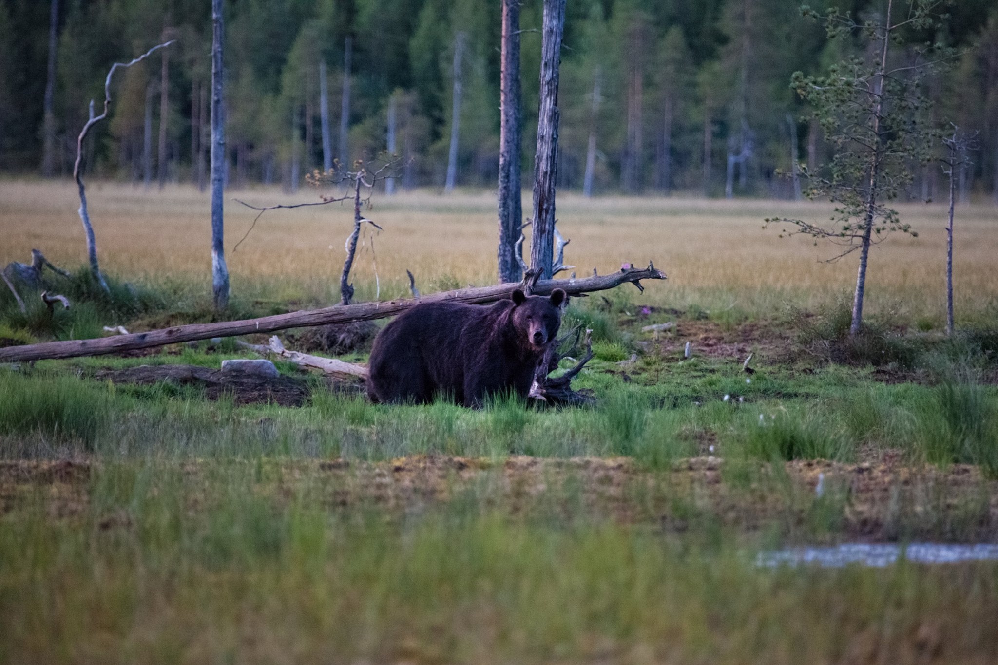 voir des Ours Finlande Kuhmo
