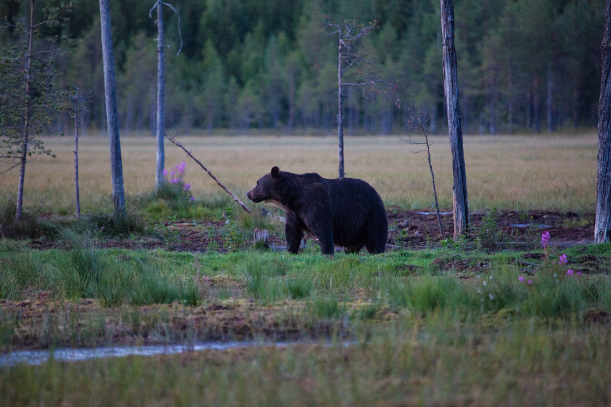 voir des Ours Finlande