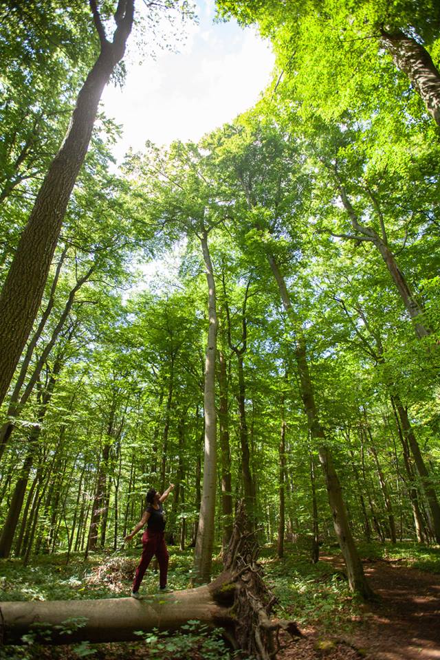 parc national Hainich Thuringe