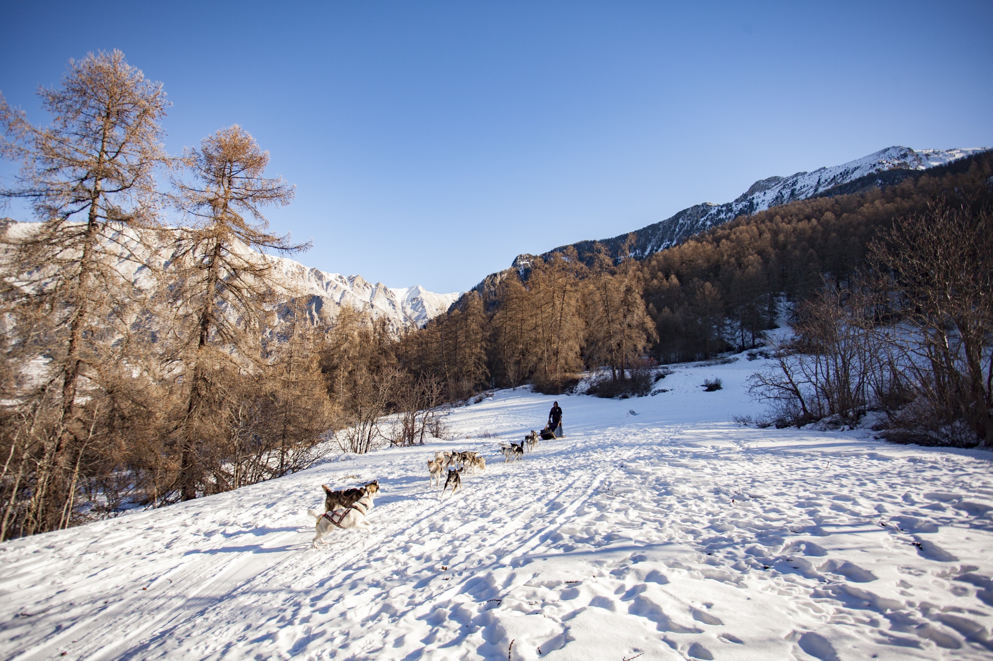 faire chien de traineau les Orres