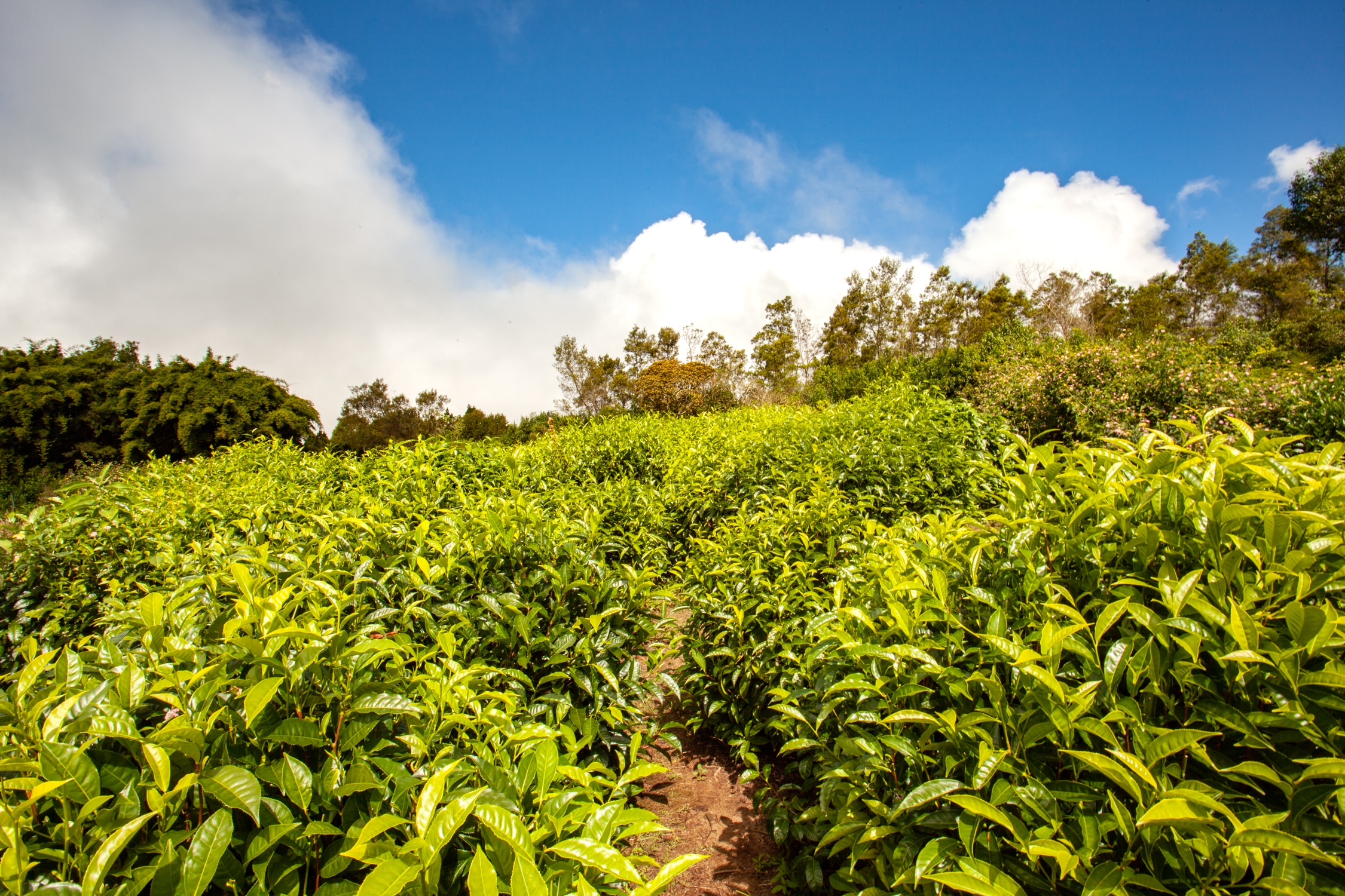 Le labyrinthe en-champ-thé