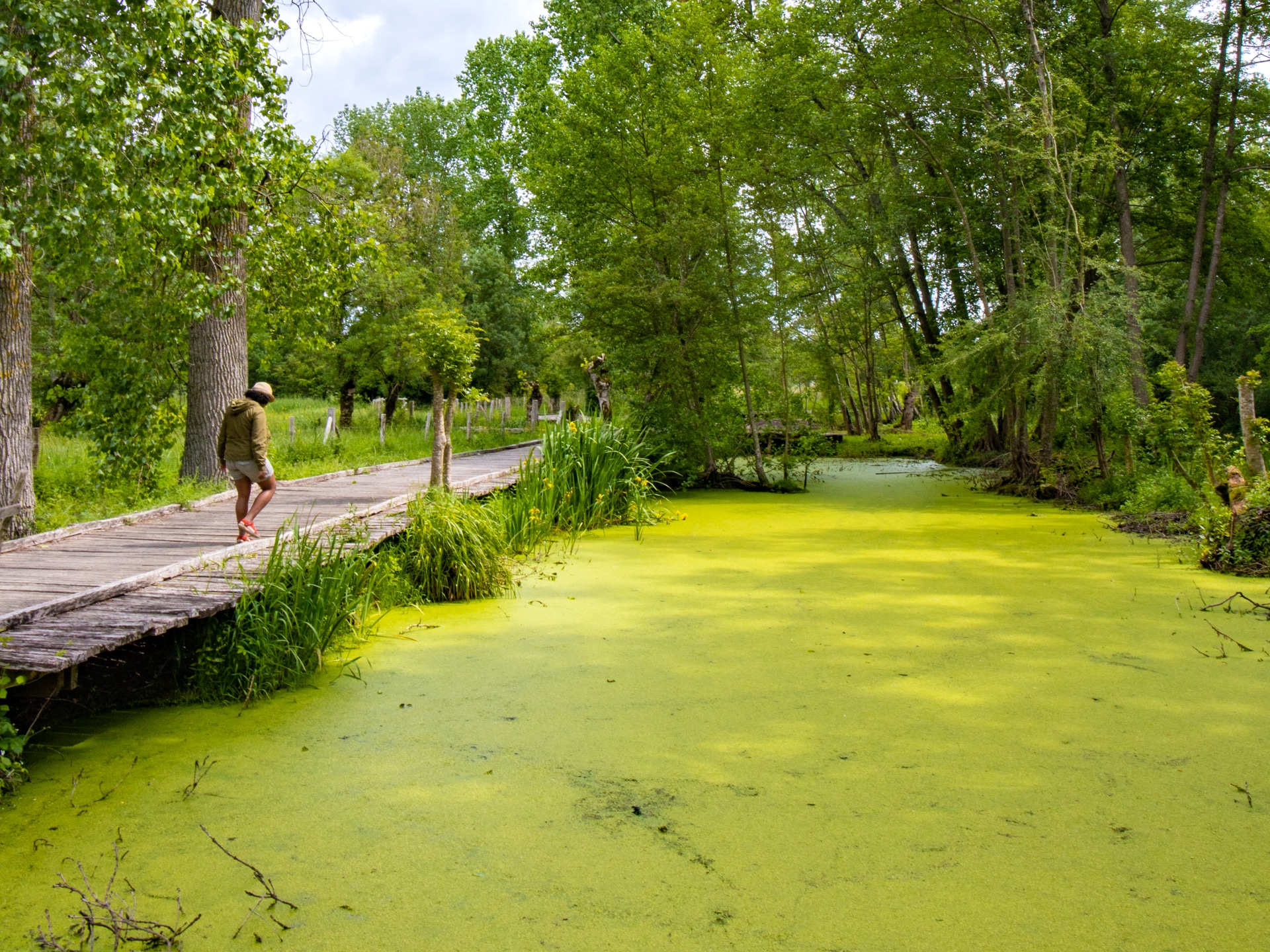 venise verte marais poitevin
