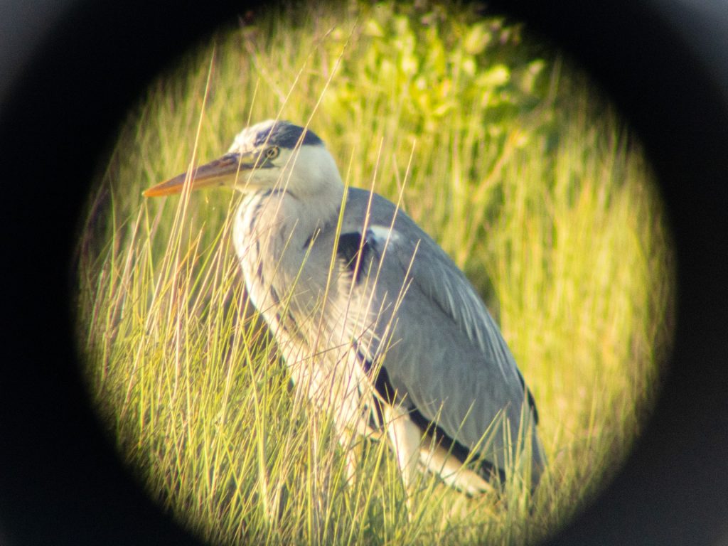 oiseaux ile de ré