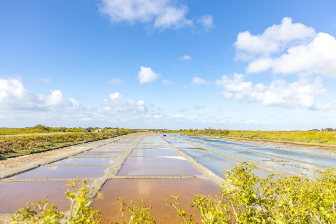 marais salants ile de ré