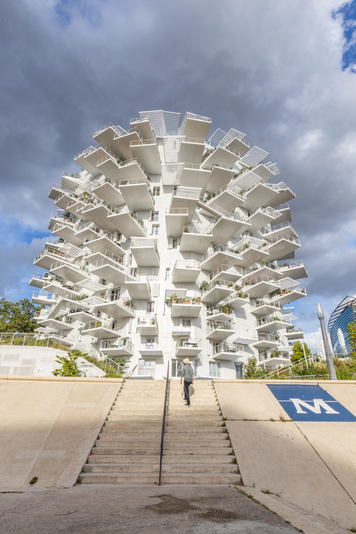 arbre blanc montpellier
