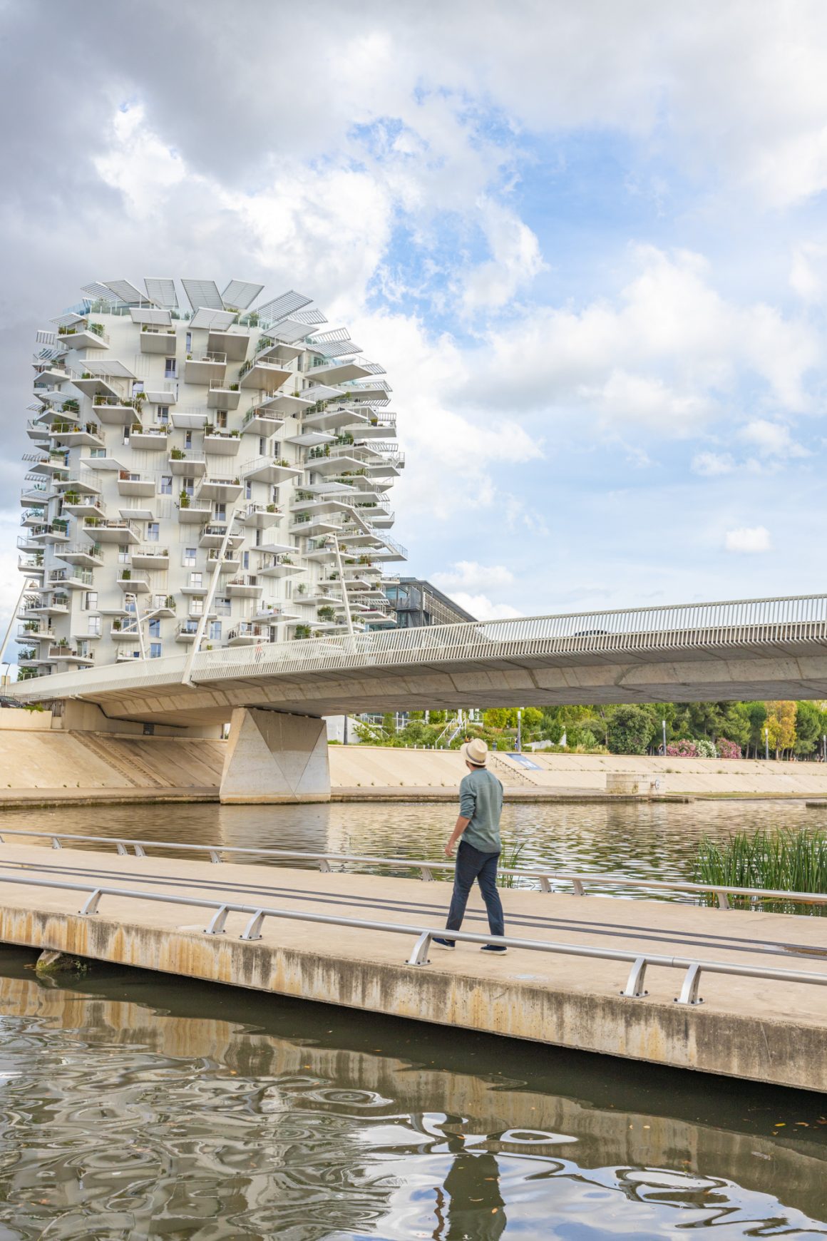 arbre blanc montpellier