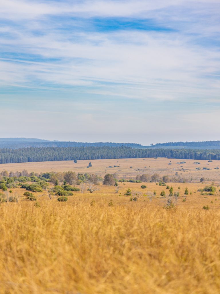 Hautes fagnes