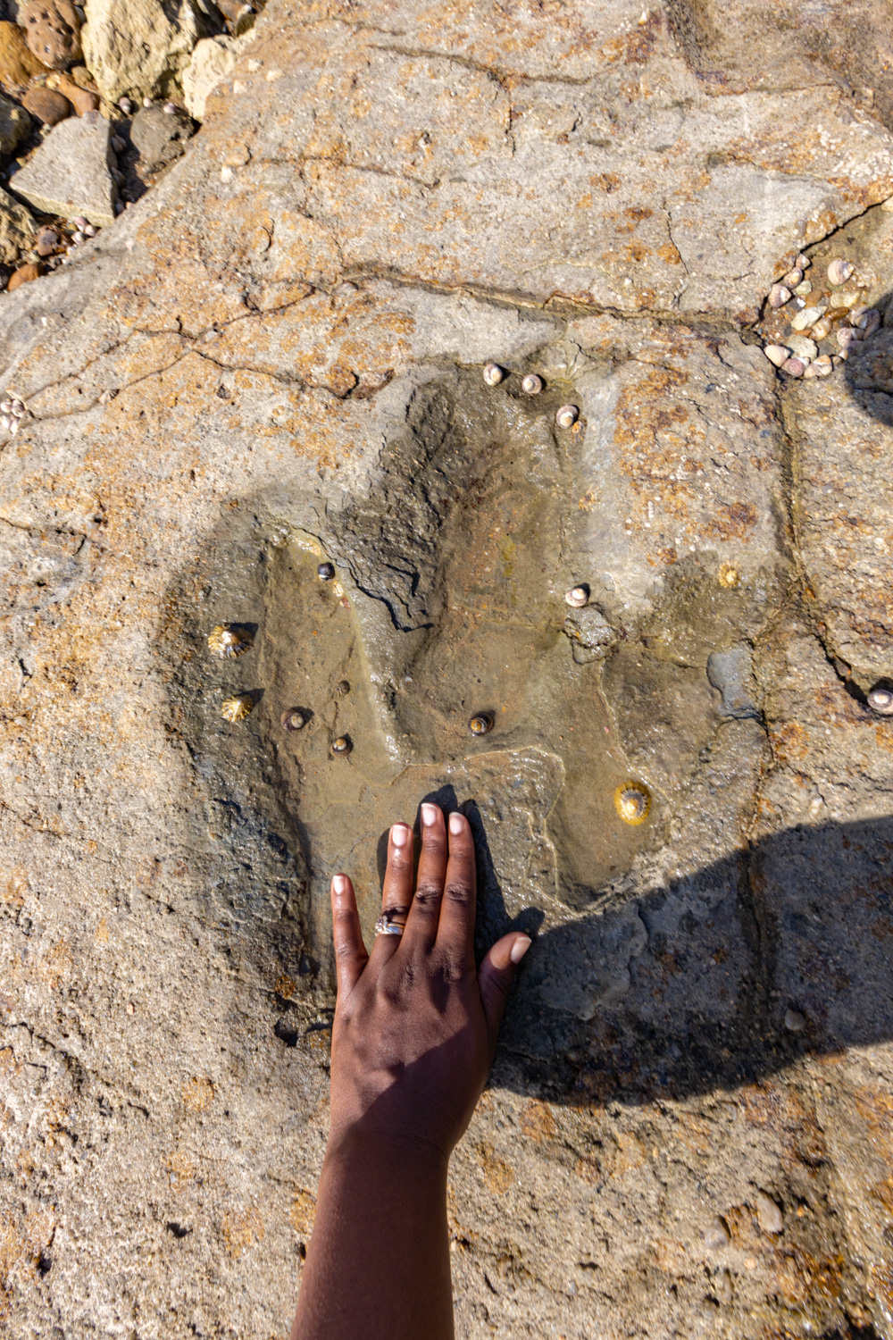 talmont saint hilaire dinosaure