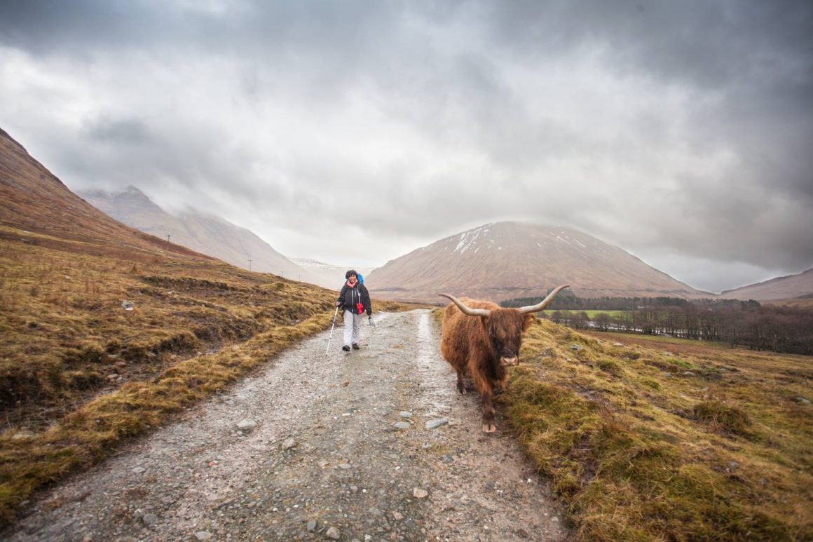 ecosse vache randonnée