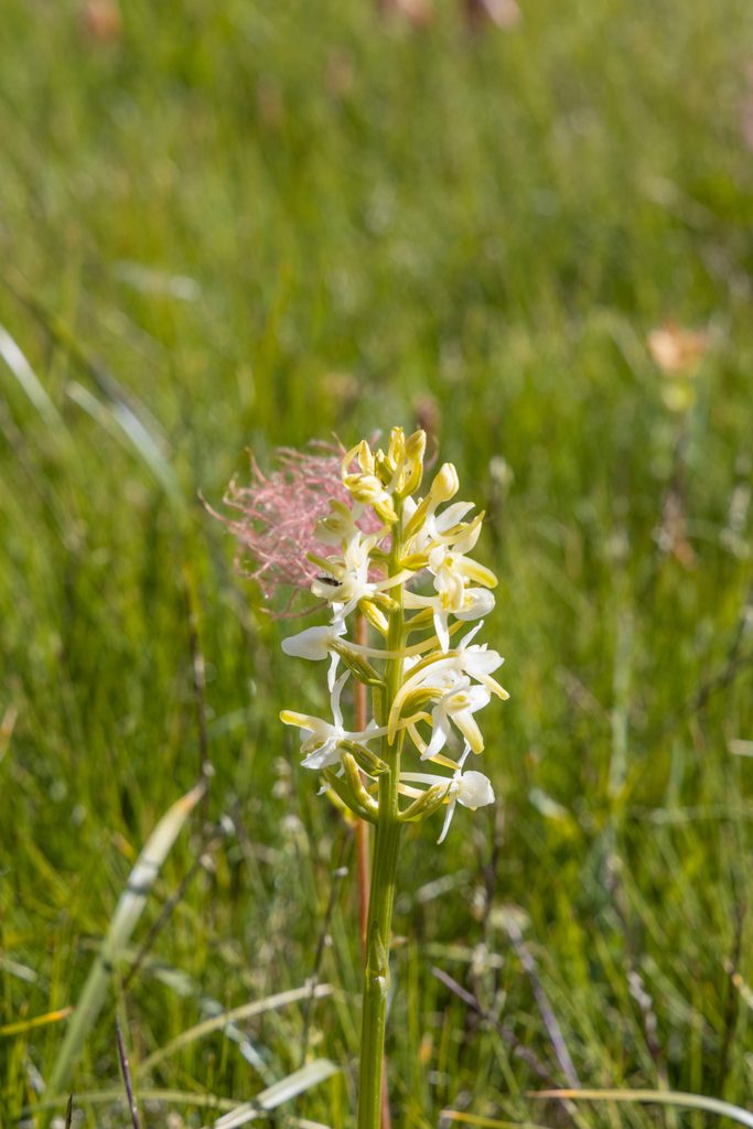 orchidée sauvage