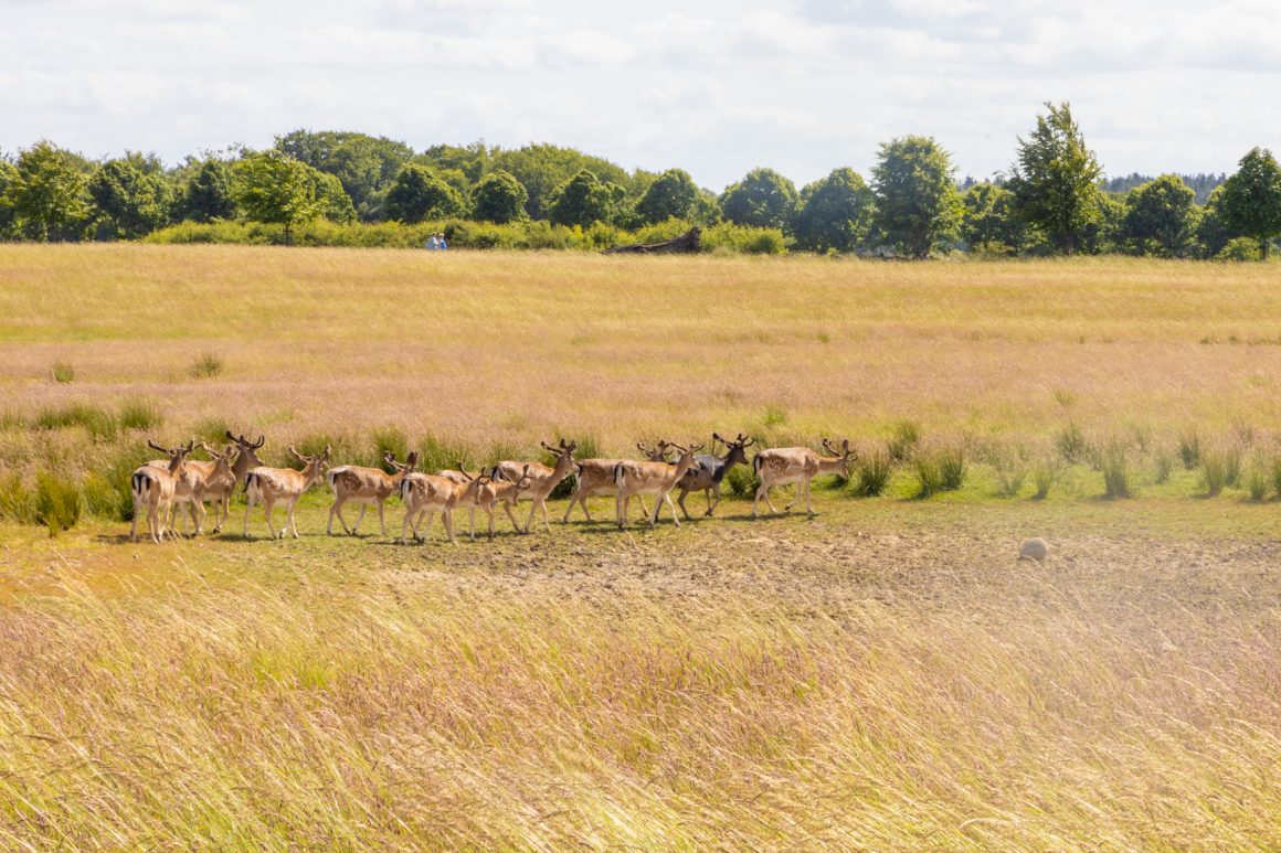 Péninsule de Hindsgavl