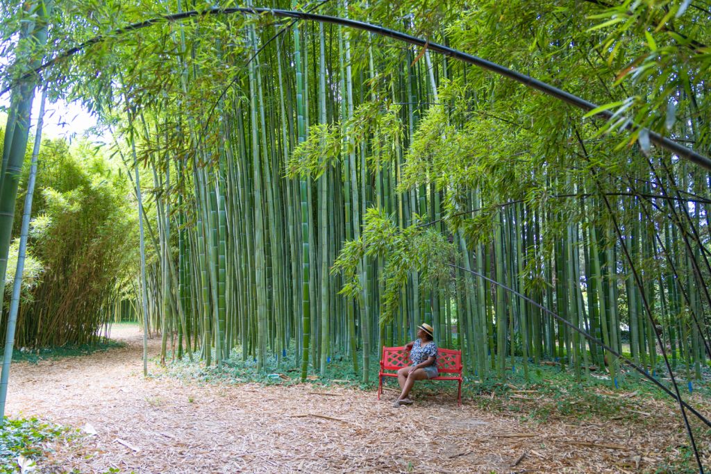 Bambous en Provence